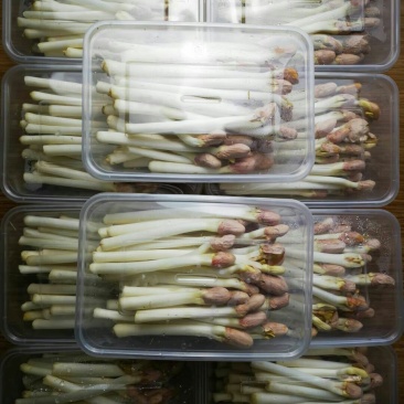 花生芽芽苗菜水培花生芽大量现货基地直供