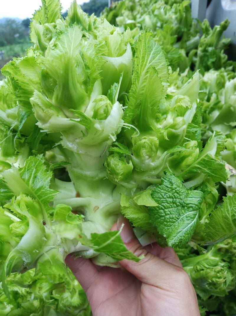 重庆丁家儿菜来了！基地出！！