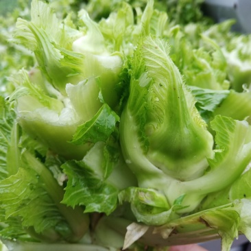 重庆丁家儿菜来了！基地出！！