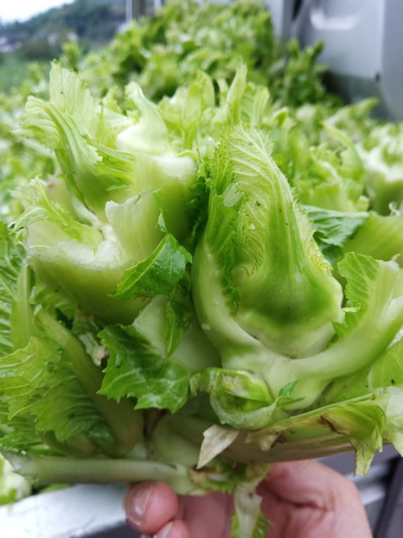 重庆丁家儿菜来了！基地出！！