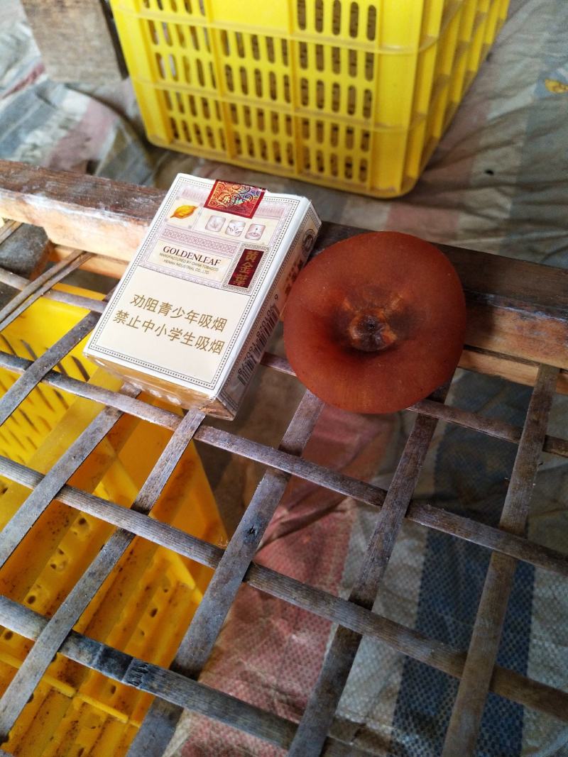 柿饼恭城柿饼吊饼专业生产加工优质柿饼，欢迎来电咨询