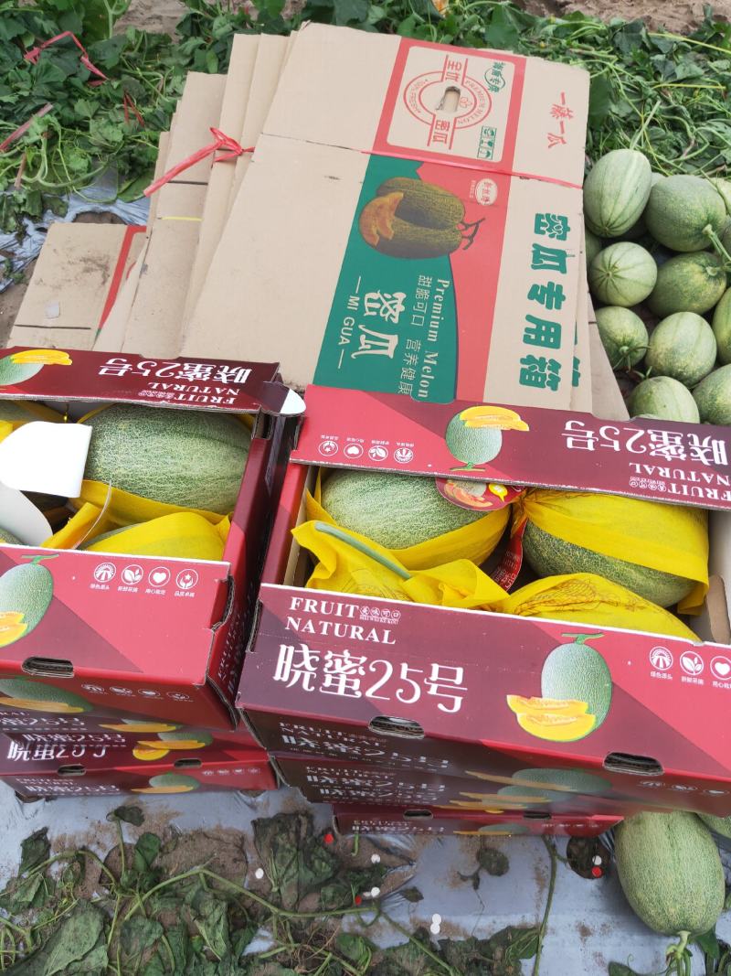 海南哈密瓜！25号晓密！大量供应！产地直发！支持一件代发