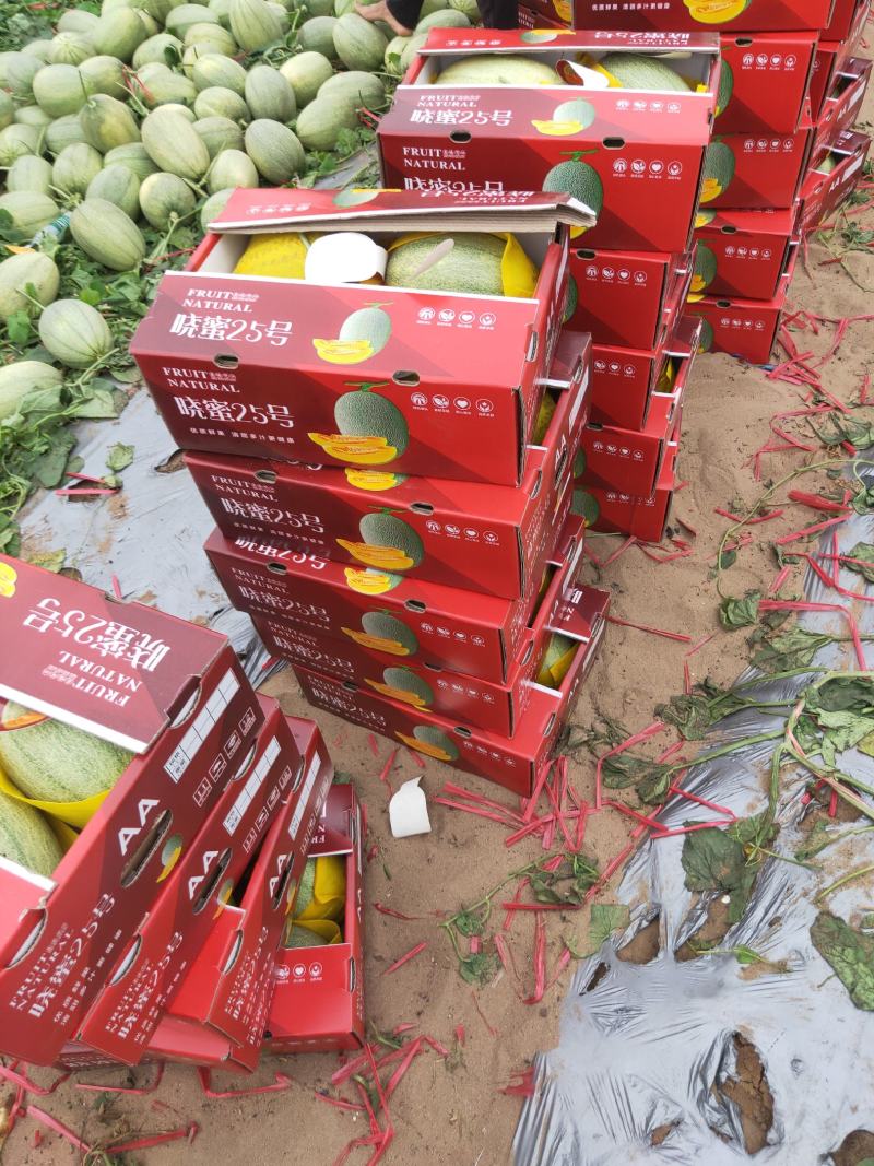 海南哈密瓜！25号晓密！大量供应！产地直发！支持一件代发