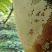 缅甸进口大挂蜜岩蜜黑蜜小挂蜜