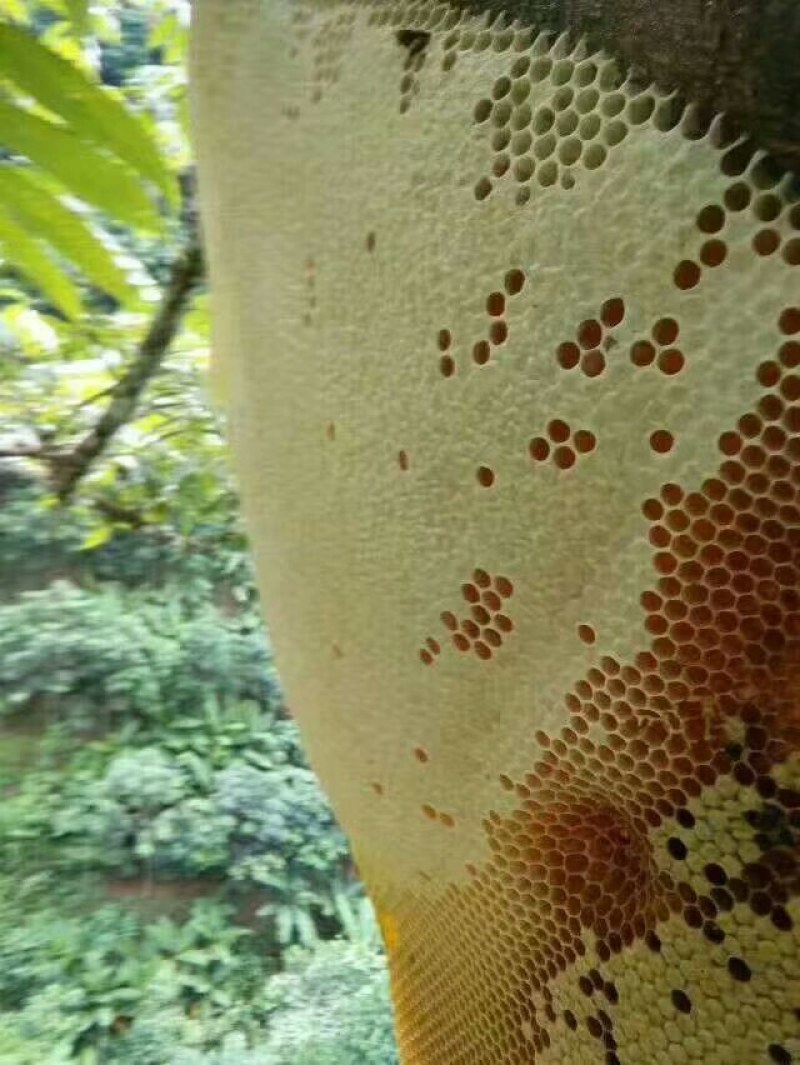 缅甸进口大挂蜜岩蜜黑蜜小挂蜜