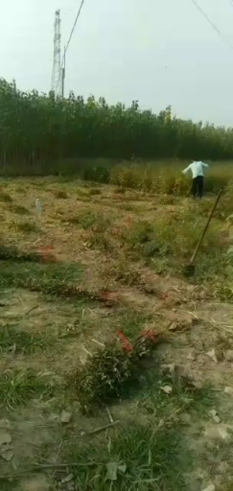花椒苗，大红袍花椒苗批发，0.5以上。通货规格齐全。