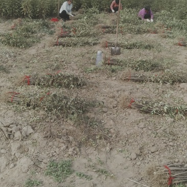 花椒苗，大红袍花椒苗批发，0.5以上。通货规格齐全。
