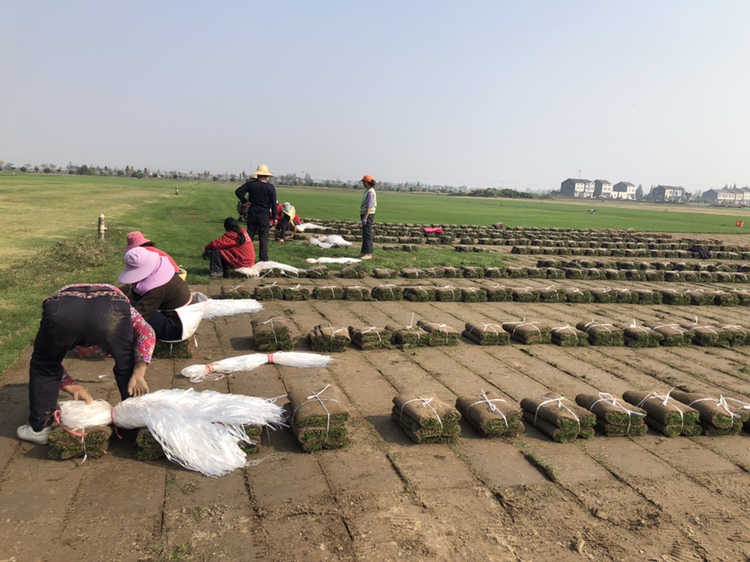 草铵膦喷洒在果园行间杂草上