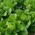 夏邑大白菜大量供应中商超对接价格实惠走过路过别错过