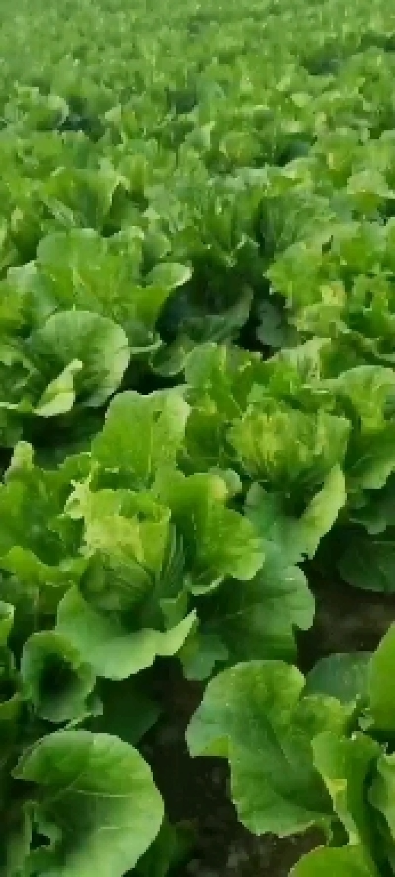 夏邑大白菜大量供应中商超对接价格实惠走过路过别错过