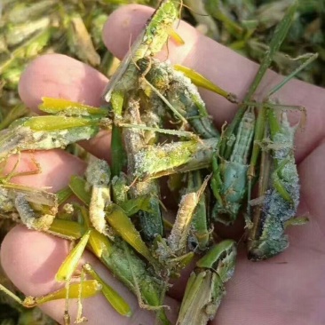 稻蝗，价钱便宜有需要的联系