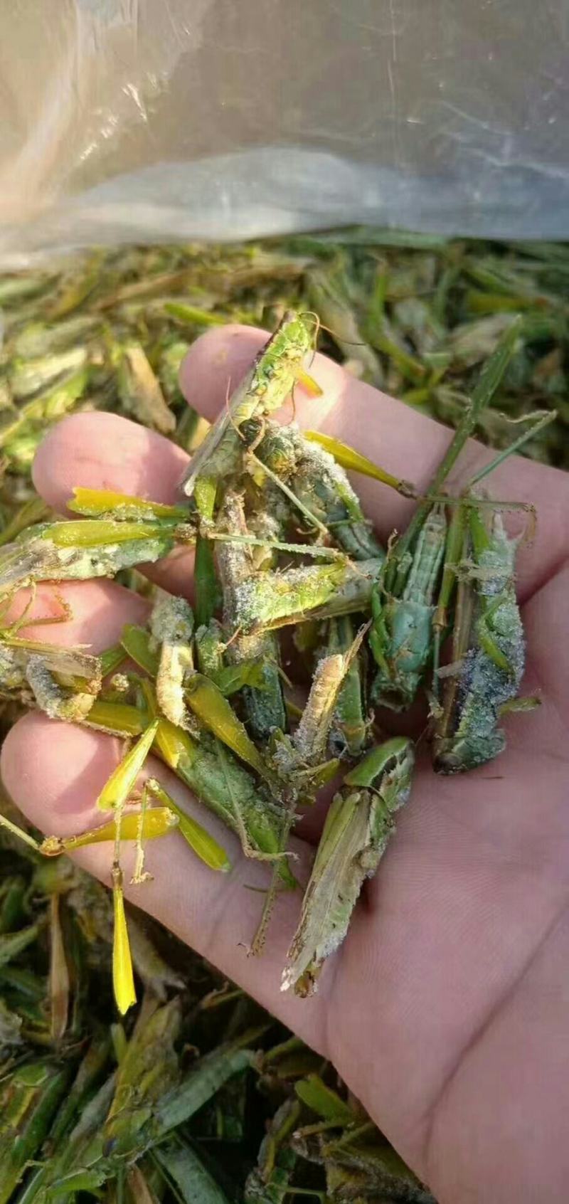 稻蝗，价钱便宜有需要的联系