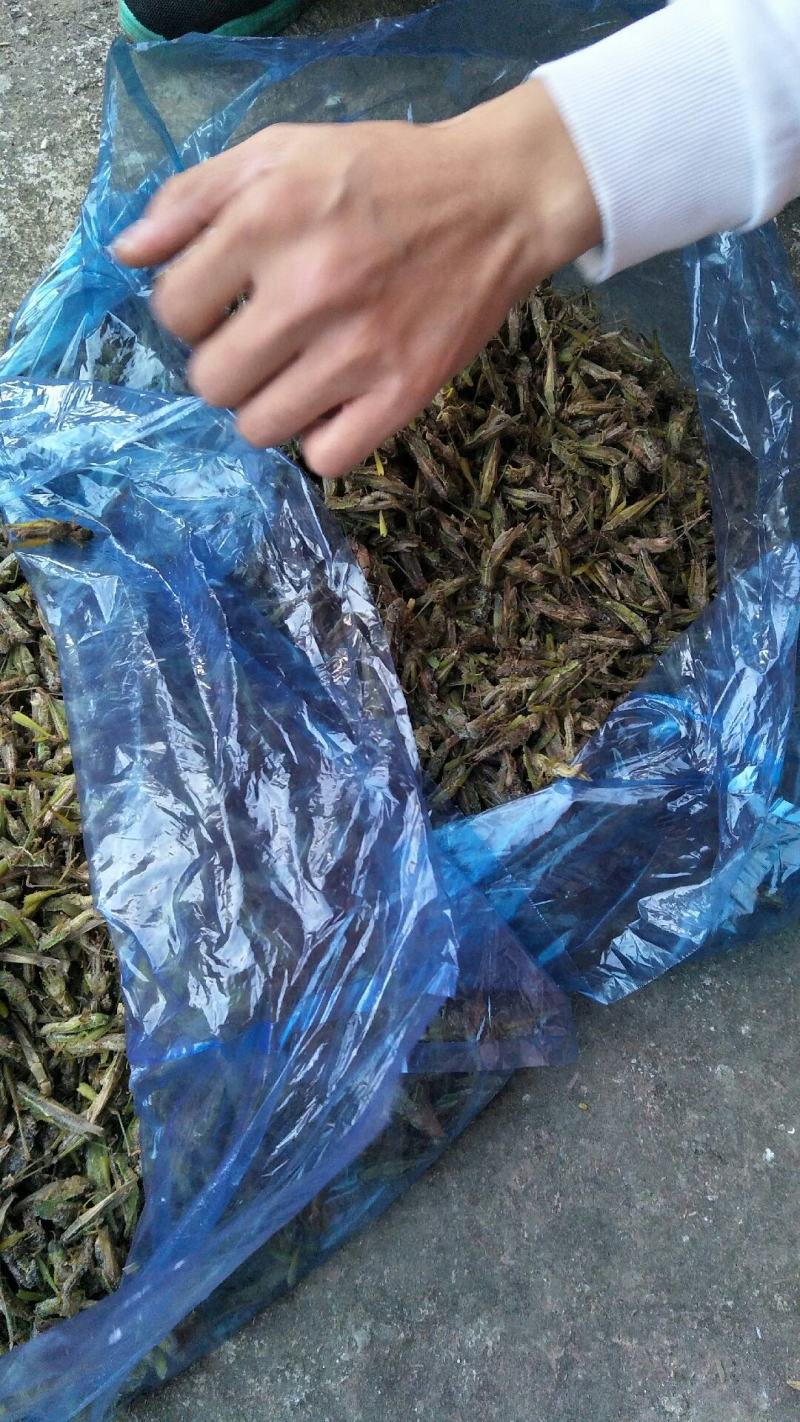 稻蝗，价钱便宜有需要的联系