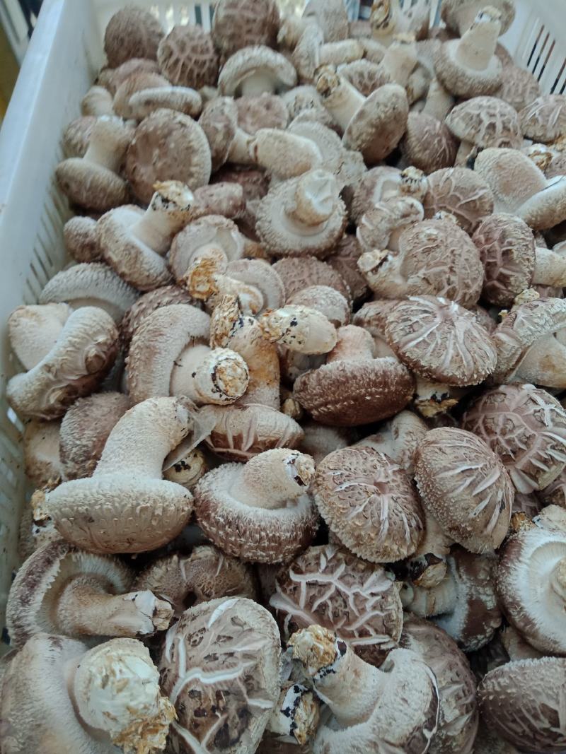 全国发货，自产自销，物美价廉，