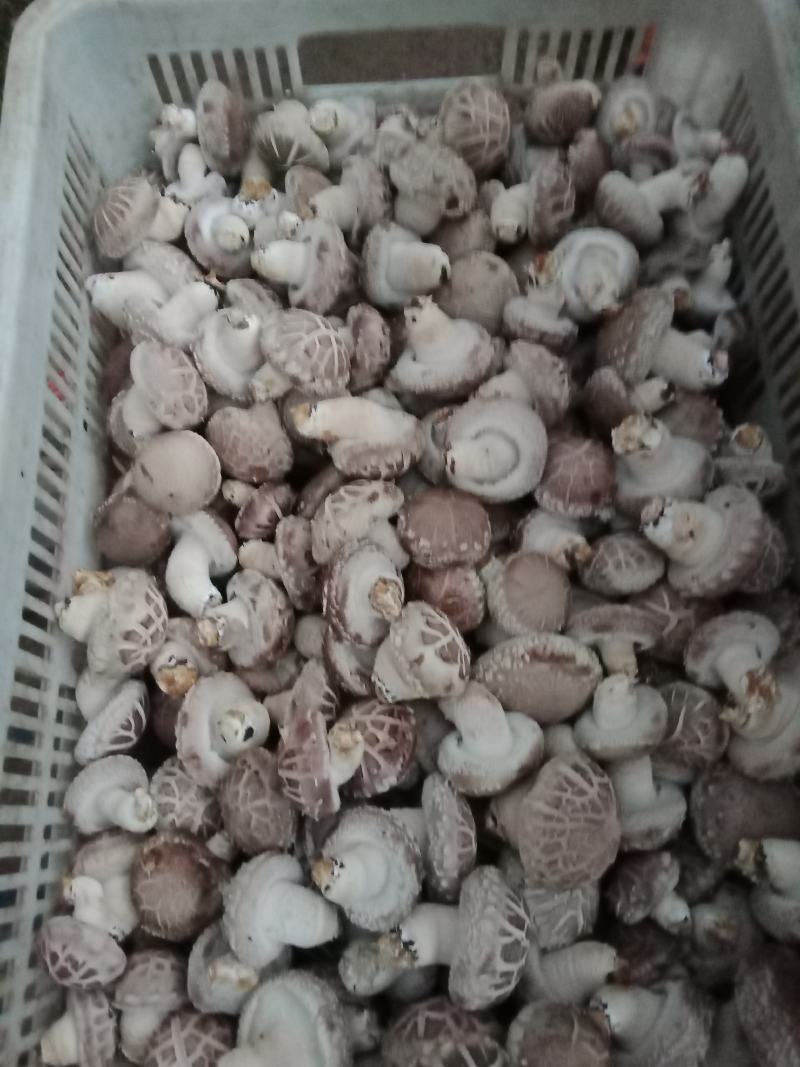 全国发货，自产自销，物美价廉，