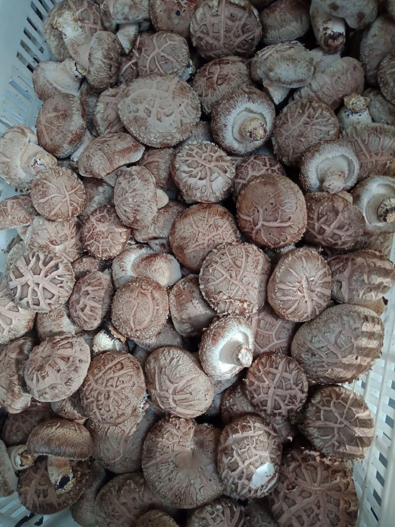 全国发货，自产自销，物美价廉，
