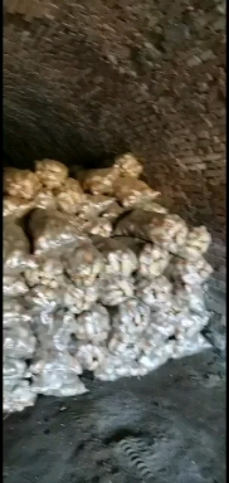 干洗土豆干洗土豆干洗土豆