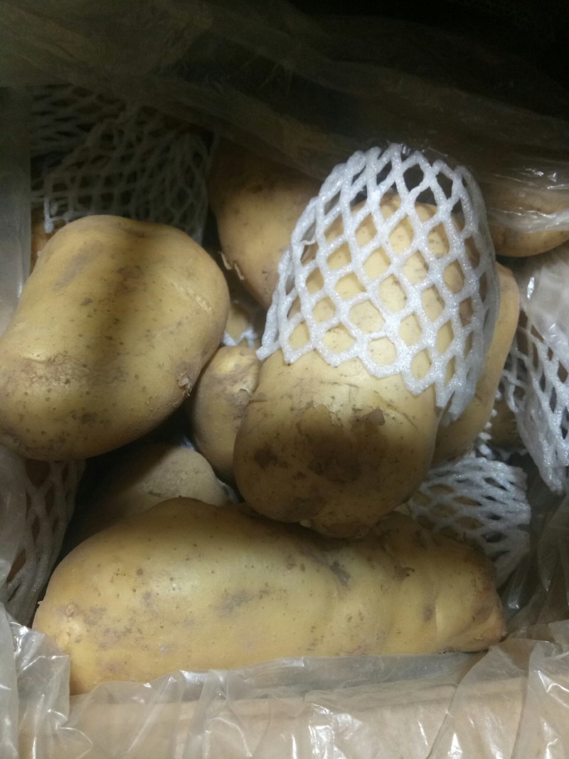 安丘冷库黄心土豆大量出货，量大从优价格便。