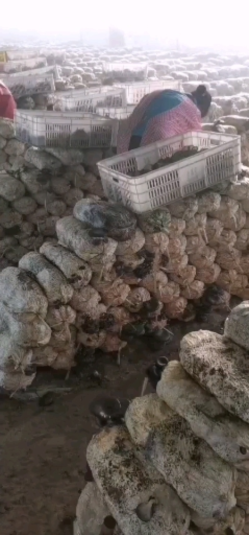 货量大，长期供货，合作社管理，可提供冷库