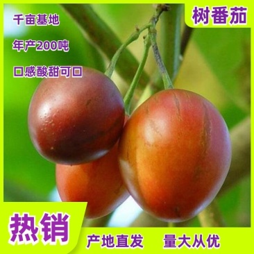 树番茄，佤乡沧源基地直供。全年有货，酸甜可口。