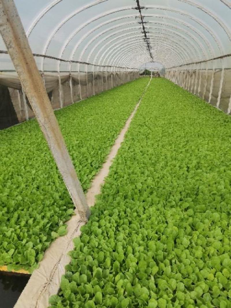 大白菜苗）抗寒抗根肿产量非常好