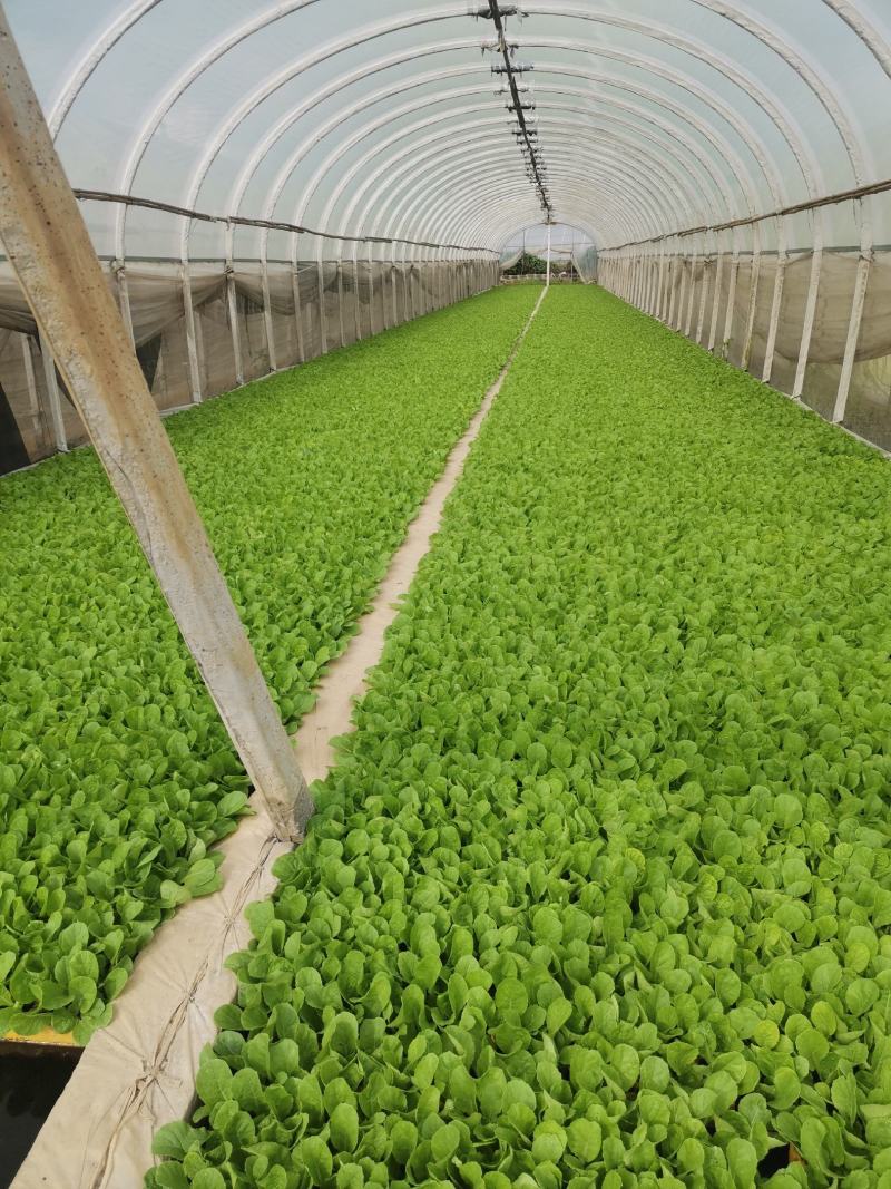 大白菜苗）抗寒抗根肿产量非常好