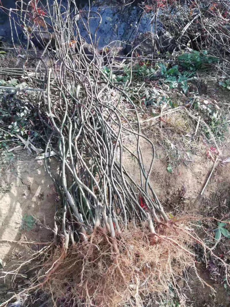 浙江羽毛枫小苗红青羽毛枫树苗基地直发百佳苗木