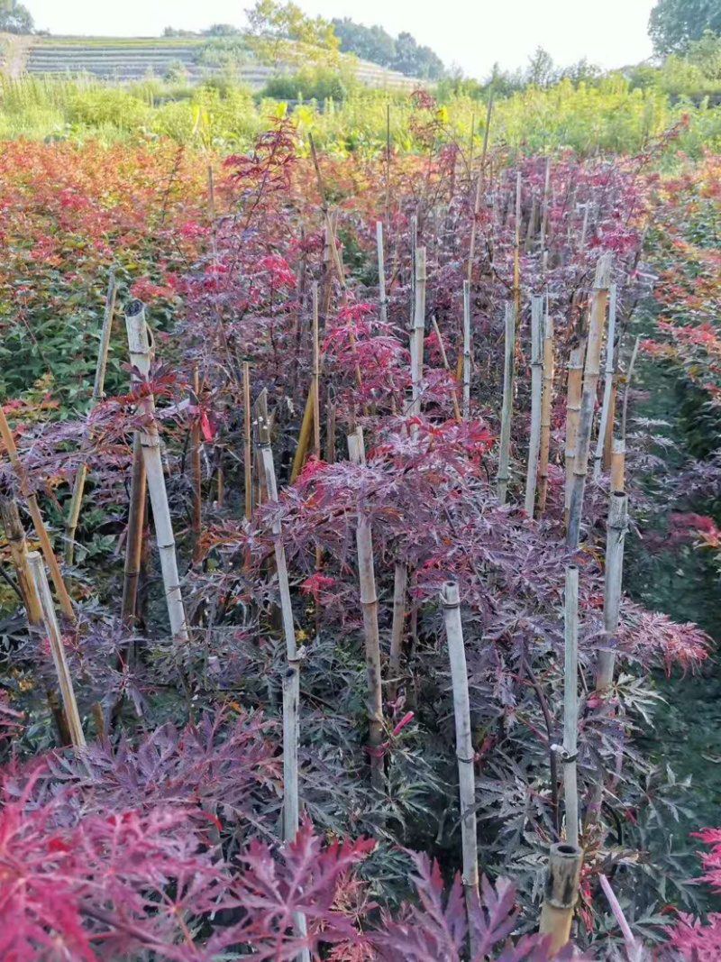 浙江羽毛枫小苗红青羽毛枫树苗基地直发百佳苗木