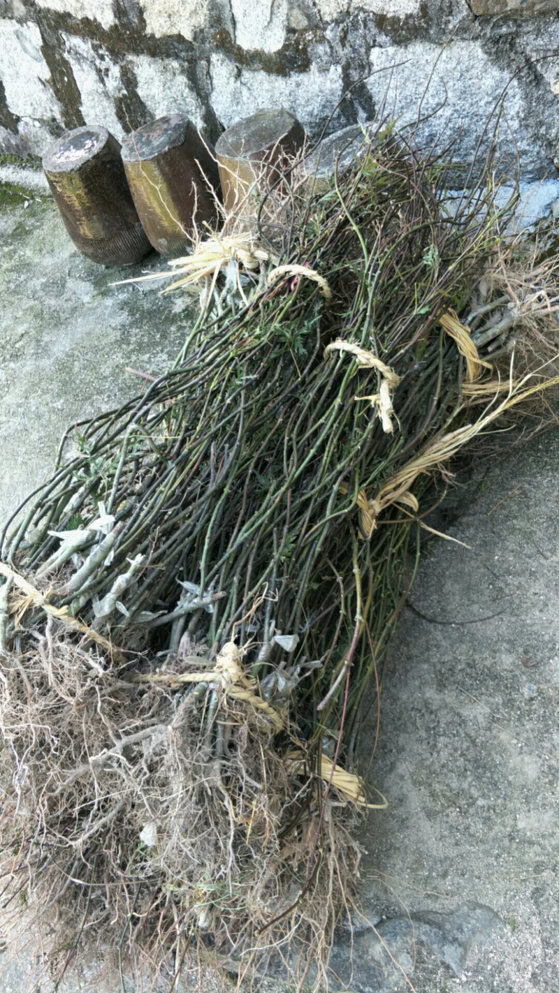 浙江羽毛枫小苗红青羽毛枫树苗基地直发百佳苗木