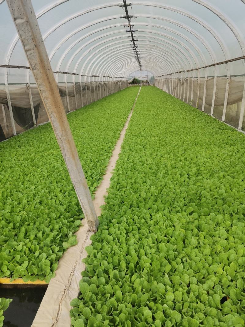 大白菜苗）抗寒抗根肿产量非常好