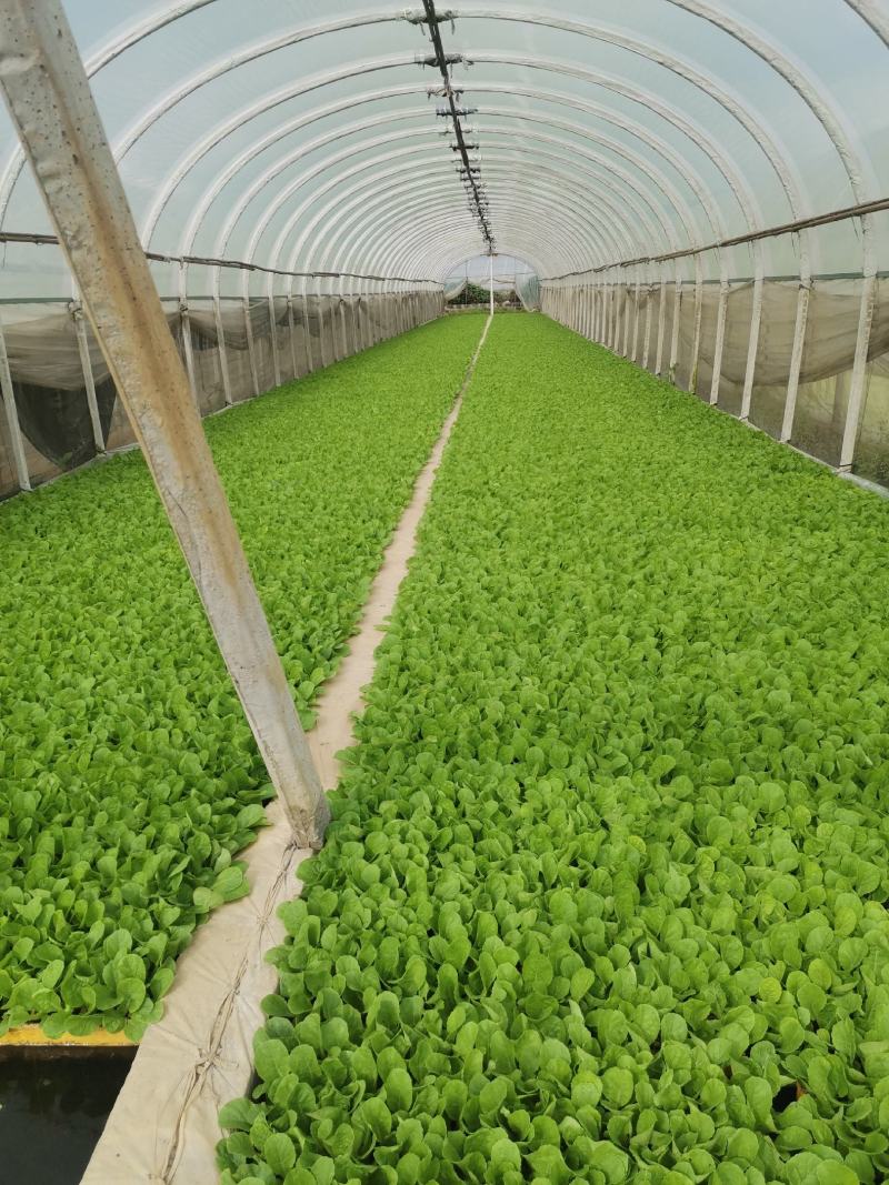 大白菜苗）抗寒抗根肿产量非常好