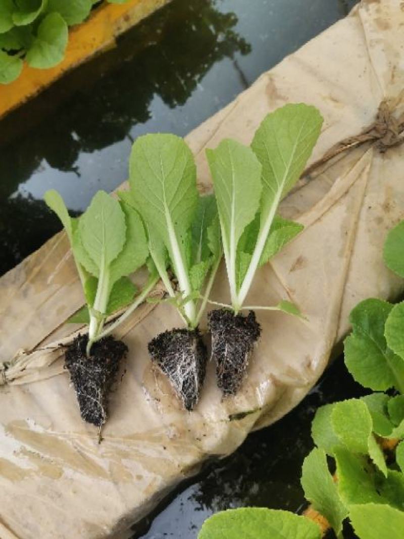 大白菜苗）抗寒抗根肿产量非常好
