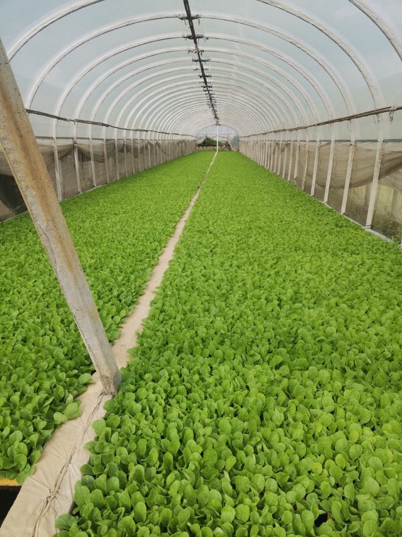大白菜苗）抗寒抗根肿产量非常好