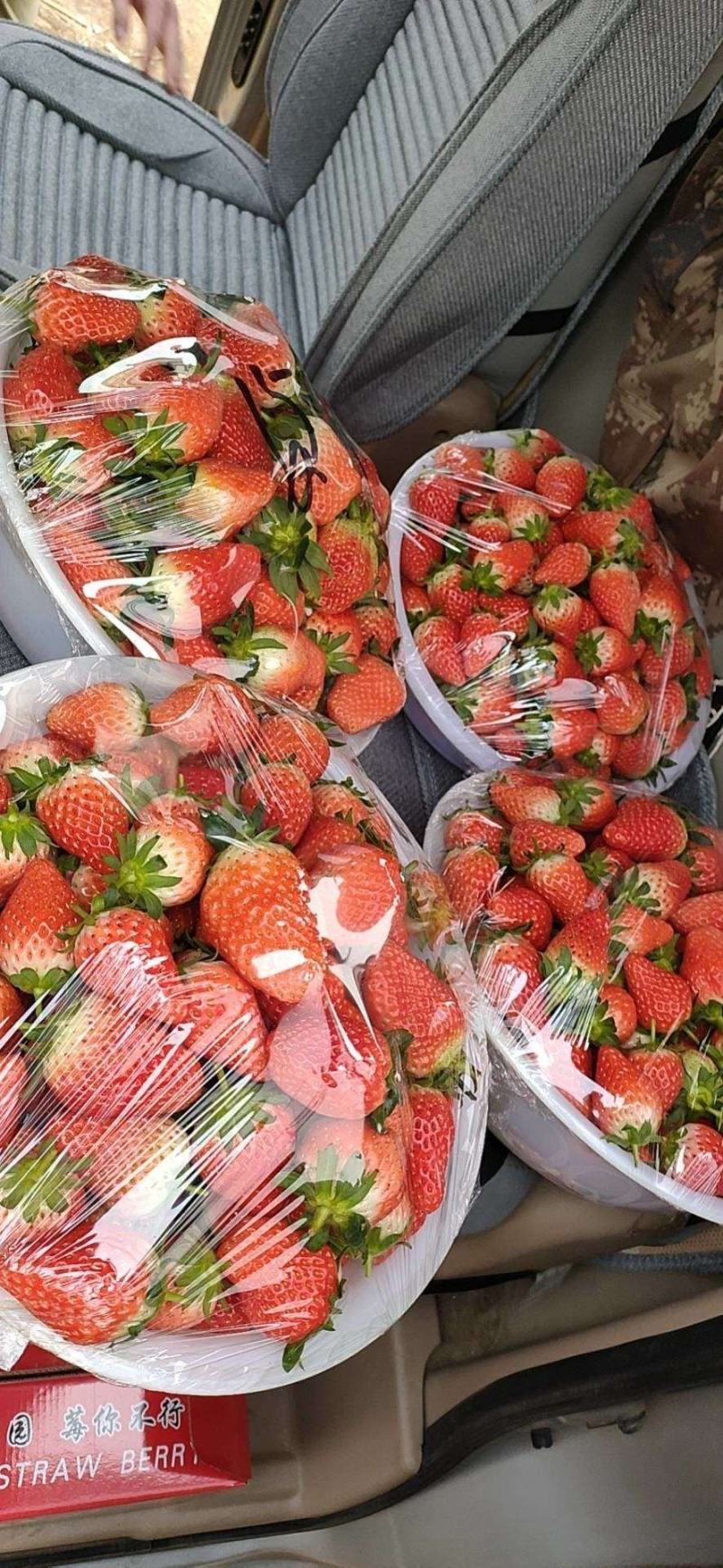 [精选]甜宝草莓货量大，品质高可代收量大从优欢迎采购