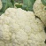 【花菜】青梗白面，价格合理，方便食用，新鲜采摘，一手货源