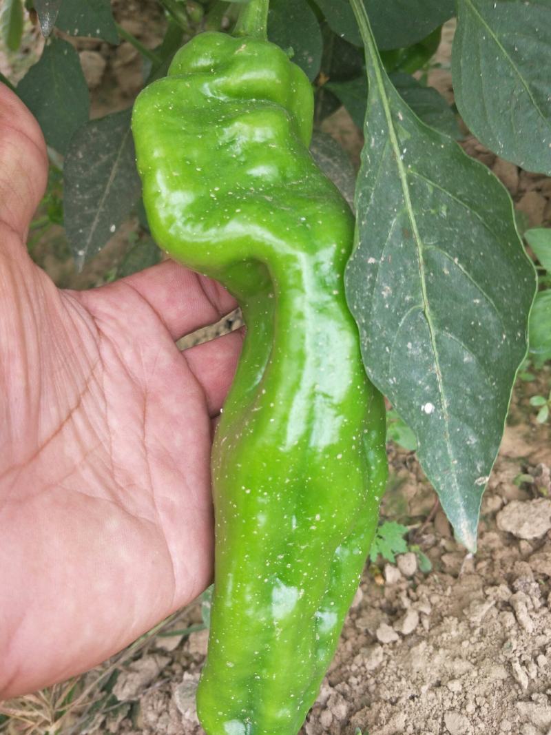 【基地直供】新鲜辣椒，货源稳定，随到随装价格合理质量保证