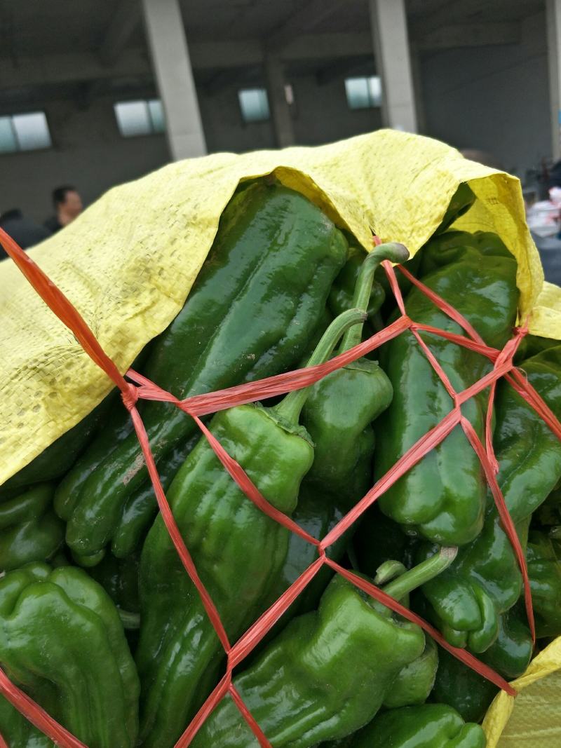 【基地直供】新鲜辣椒，货源稳定，随到随装价格合理质量保证