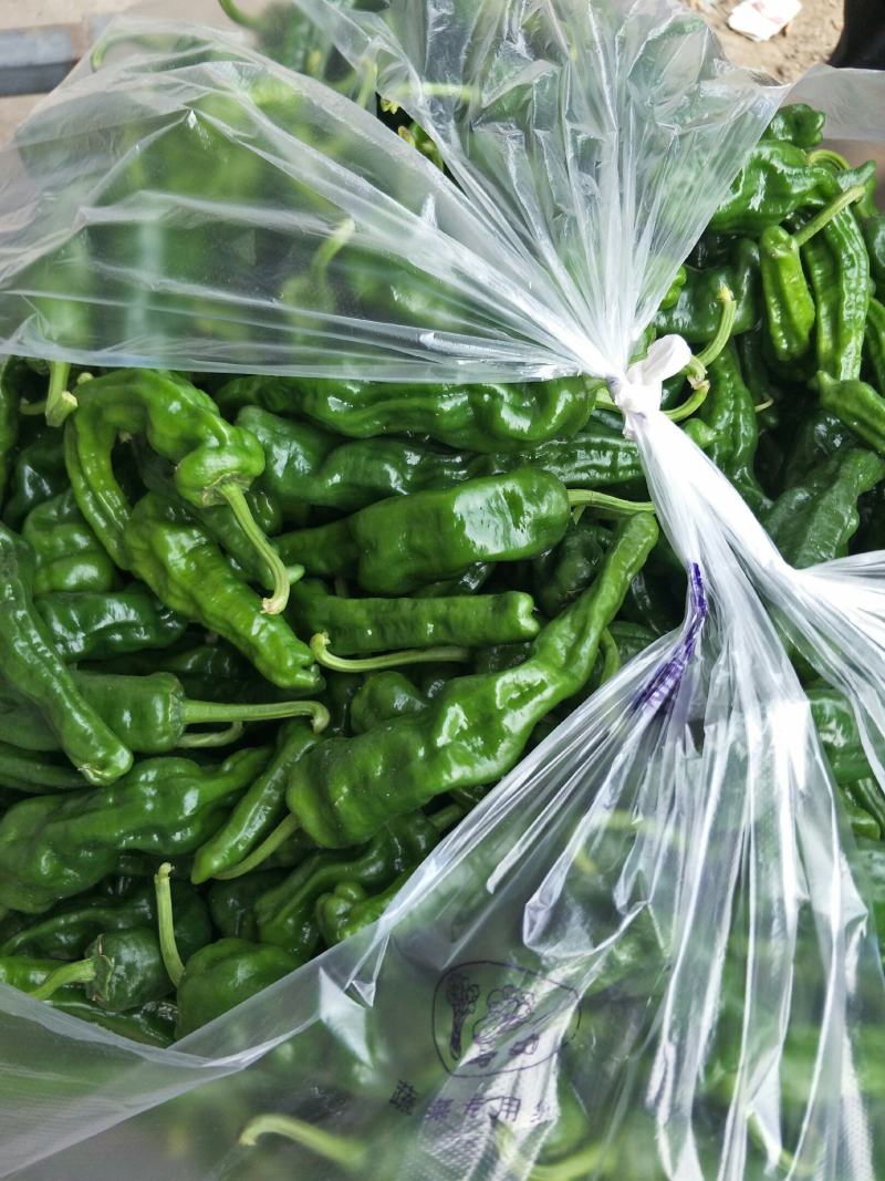 【基地直供】新鲜辣椒，货源稳定，随到随装价格合理质量保证