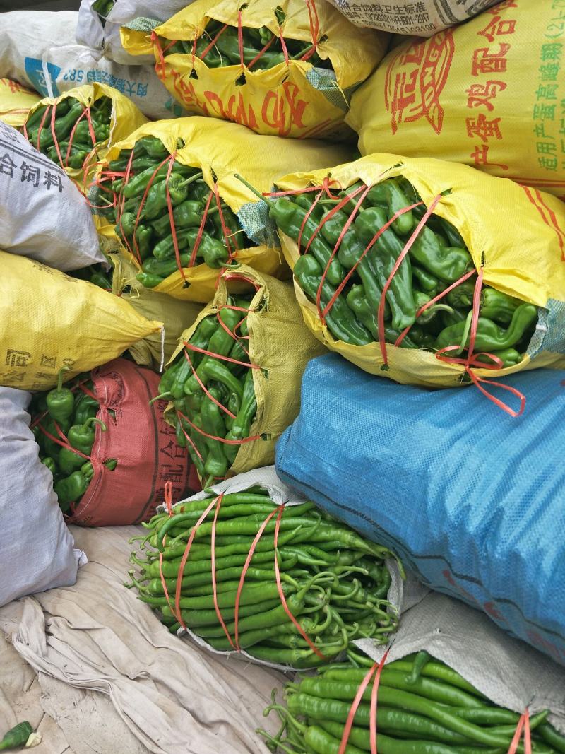 【基地直供】新鲜辣椒，货源稳定，随到随装价格合理质量保证