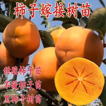柿子苗嫁接不暖柿子甜脆柿子方柿子磨盘柿子树苗品种纯正