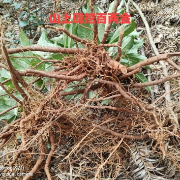 大山里纯野生百两金八爪金龙