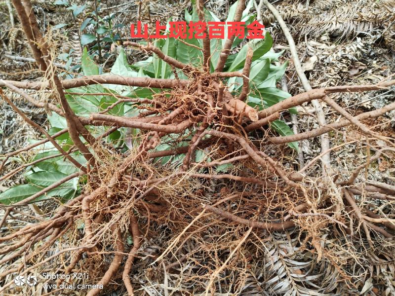 大山里纯野生百两金八爪金龙