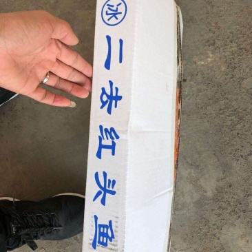 两去红头鱼一箱十斤，单条60克30克两种