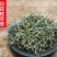 白花蛇舌草选装白花蛇草,产地直供，质优价实，品质保证