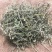白花蛇舌草选装白花蛇草,产地直供，质优价实，品质保证
