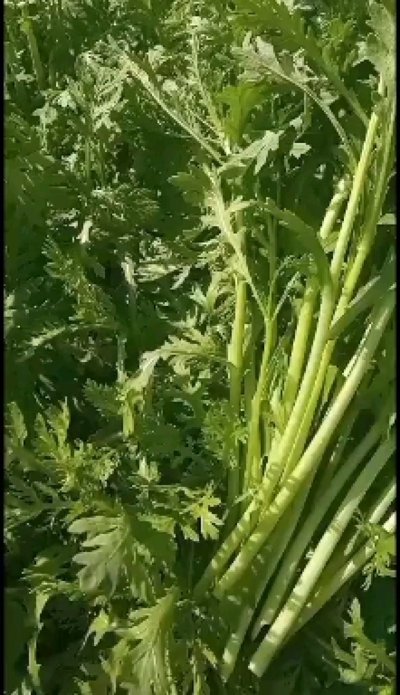茼蒿菜，产地直供，一手货源，包上车。