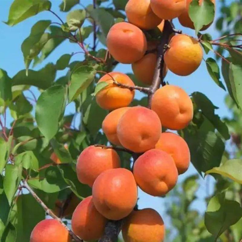 凯特杏树苗嫁接新品种早熟晚熟巨蜜王杏丰产口感甜个头大