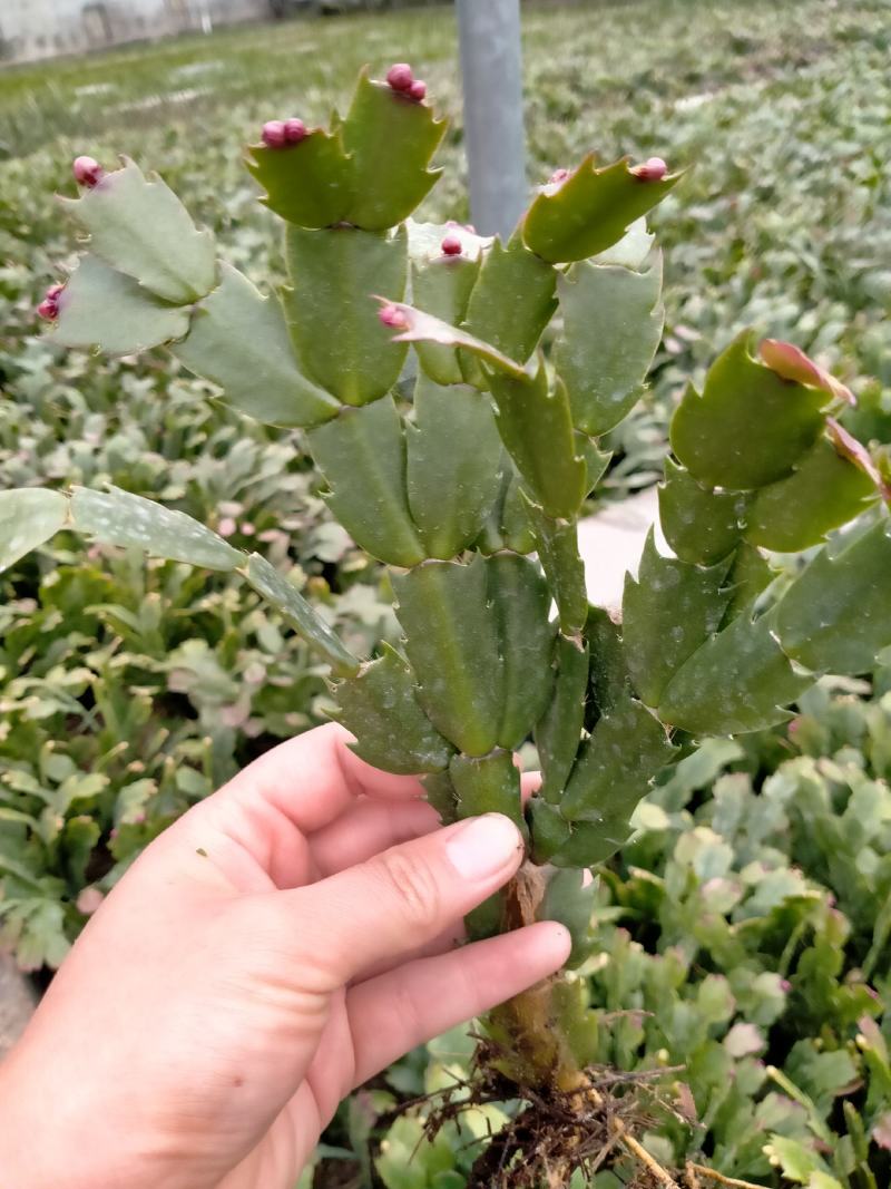 蟹爪兰一手货源，带花发货。死苗免费补发，