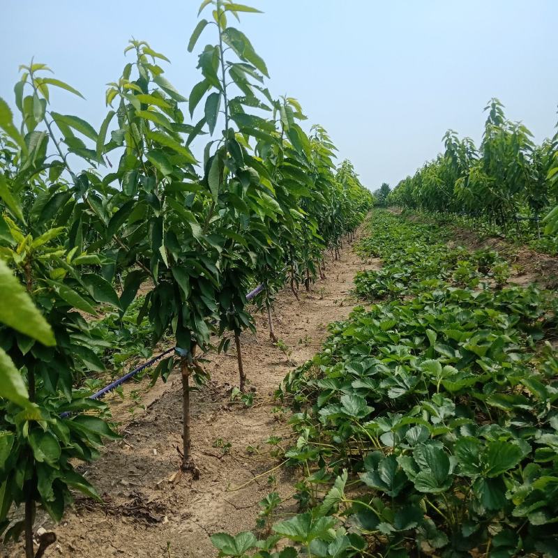 齐早大樱桃树，嫁接矮化樱桃苗，车厘子苗基地直销！