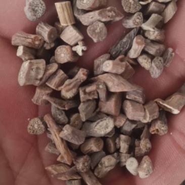 长白山野生牛膝，纯牛膝段，去头去尾精品生晒货